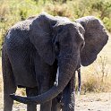 TZA MAR SerengetiNP 2016DEC24 SeroneraWest 012 : 2016, 2016 - African Adventures, Africa, Date, December, Eastern, Mara, Month, Places, Serengeti National Park, Seronera, Tanzania, Trips, Year